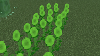 Green sunflowers
