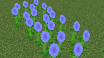 Indigo sunflowers