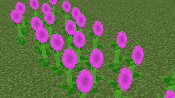 Violet Sunflowers
