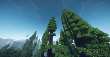 Redwood 