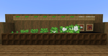 The Cauliflower Crop