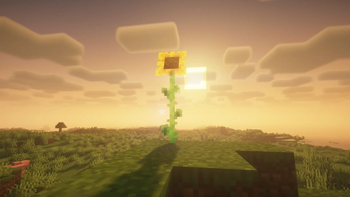 Sunflower in all it's beauty
