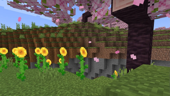Cherry Sunflower Transition