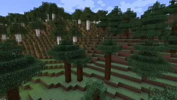 Birch Spruce Transition