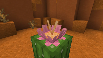 Cactus Flower