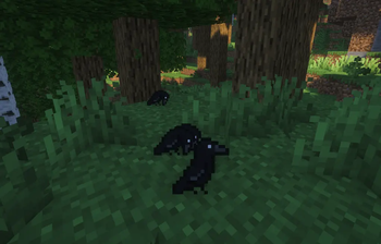 Crows sitting