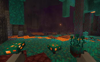 Warped Forest