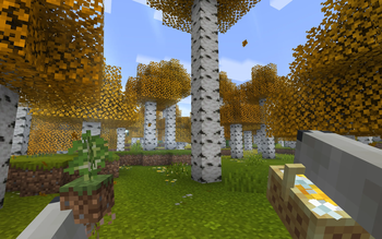 Birch Forest