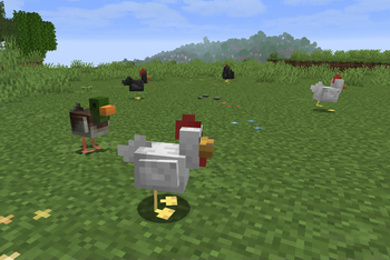 Chickens