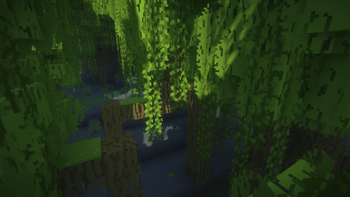 Mangrove Forest