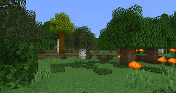 Yellowwood Tree in Forest