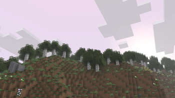 Birch Forest