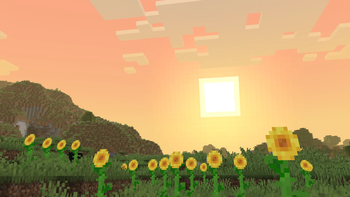 Sunflower Fields