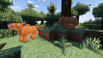 Warm cows