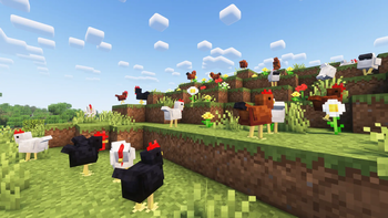 Chickens!