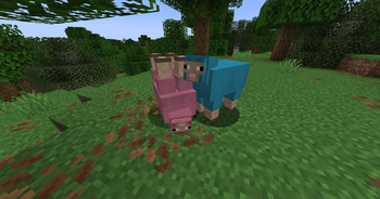 Sheep!