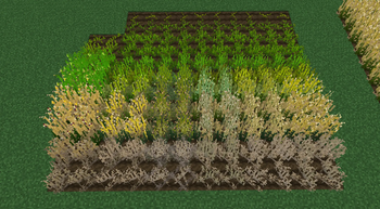 Fields of Gold update