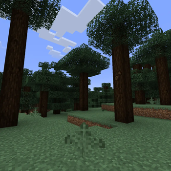 Spruce Forest