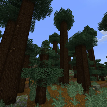 Giant Spruce Forest