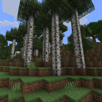 Tall Birch Forest