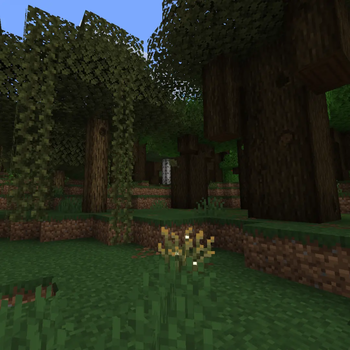 Dark Oak Forest Edge