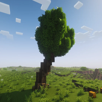 Oak Tree