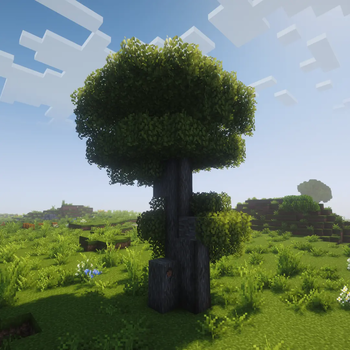 Acacia Tree